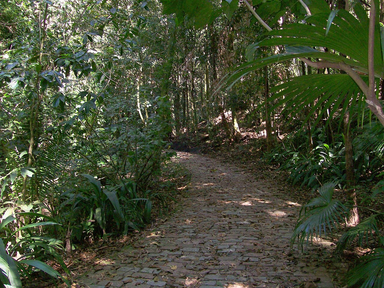 Caminho de pedras irregulares e folhas caídas no Bosque dos Jequitibás, cercado por árvores, palmeiras e vegetação densa.