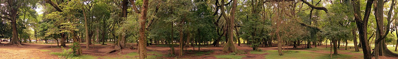 Panorama arborizado da Redenção, com troncos grossos, raízes expostas, folhas no chão e trechos de grama.