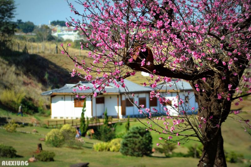 Árvore com flores rosas, gramado, arbustos, pequena ponte e construção branca com telhado cinza de inspiração japonesa no Parque do Japão.