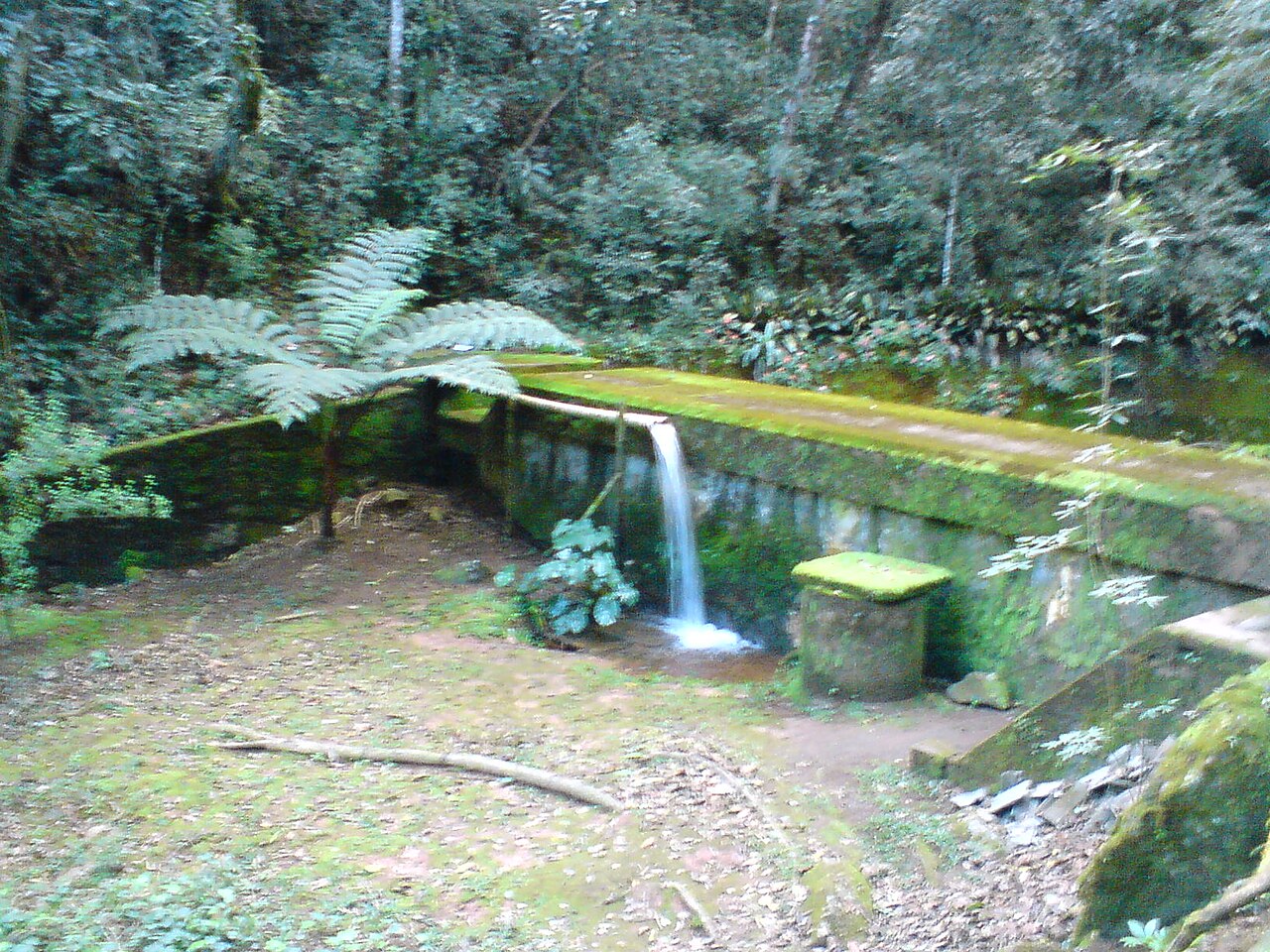 Área sombreada com vegetação densa, samambaias, alvenaria coberta de musgo e uma bica despejando água junto a um muro.