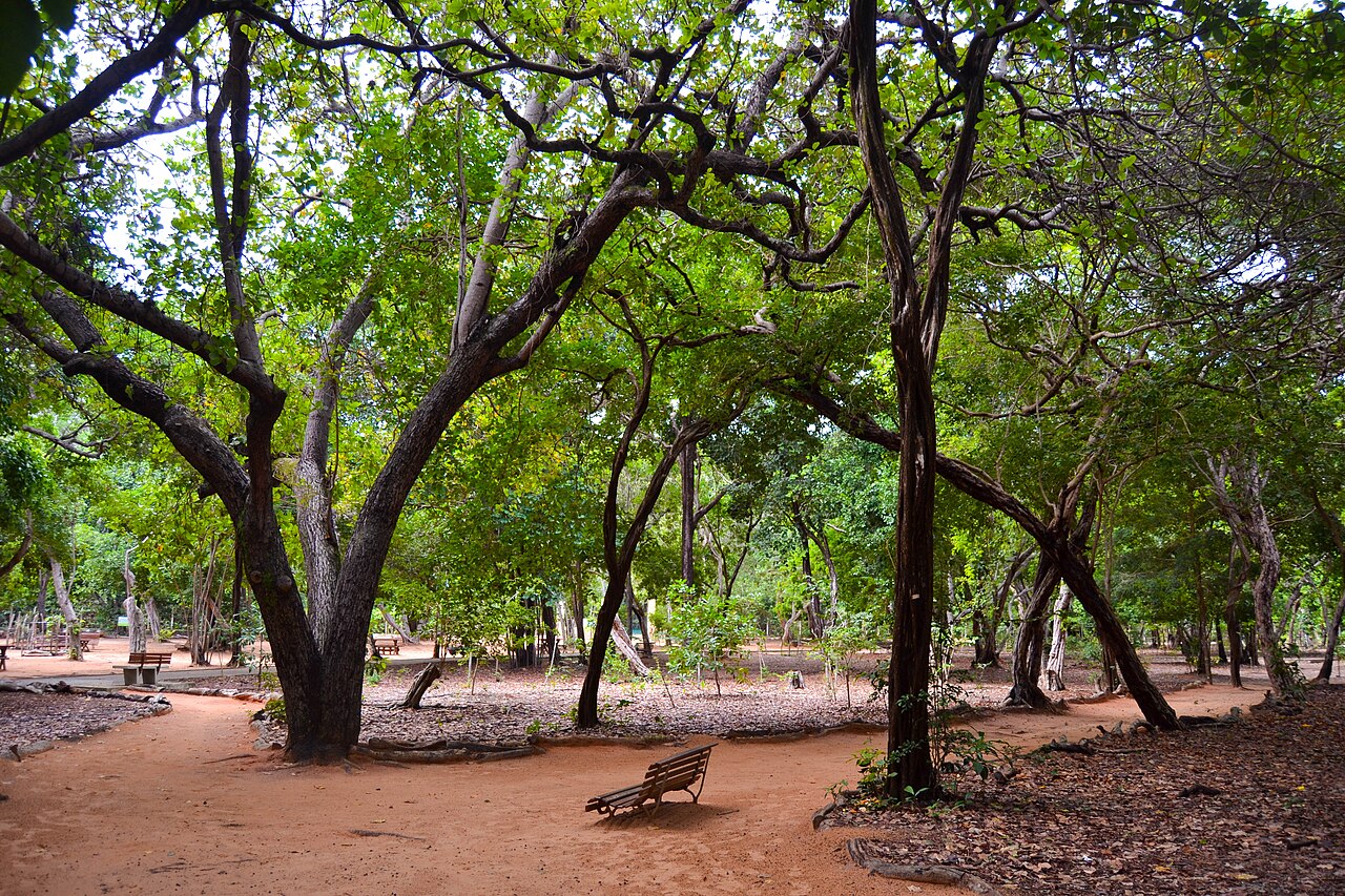 Caminhos de terra avermelhada entre árvores de copa densa, com bancos de madeira e canteiros delimitados por pedras no Parque das Dunas.