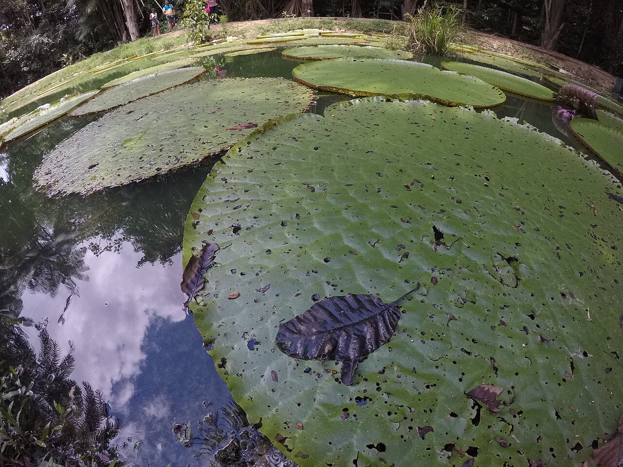 Tanque com grandes folhas circulares de vitória-régia, reflexos de árvores na água e vegetação ao fundo, identificado nos metadados como MUSA.