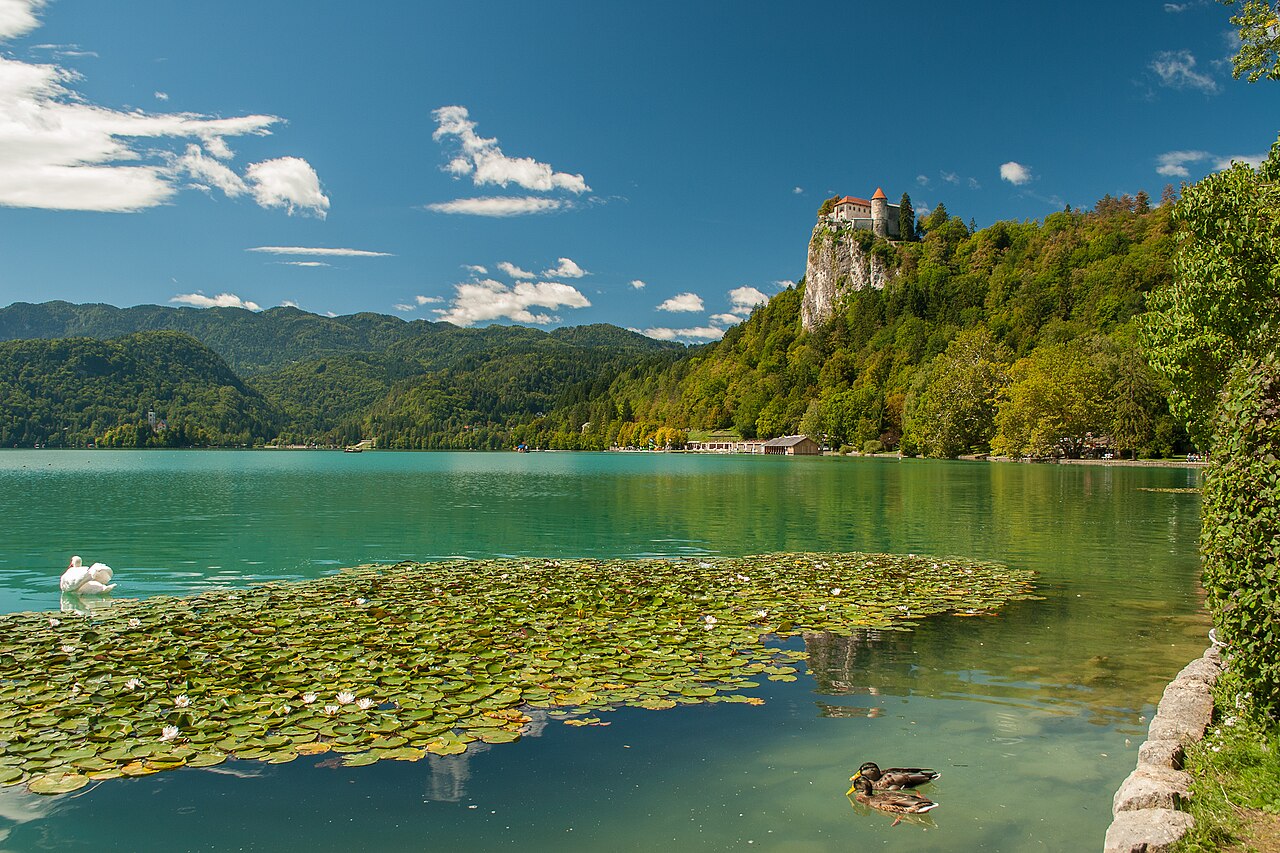 Águas verdes do Lago Bled com nenúfares, um cisne e dois patos em primeiro plano, e um castelo sobre um paredão ao fundo.