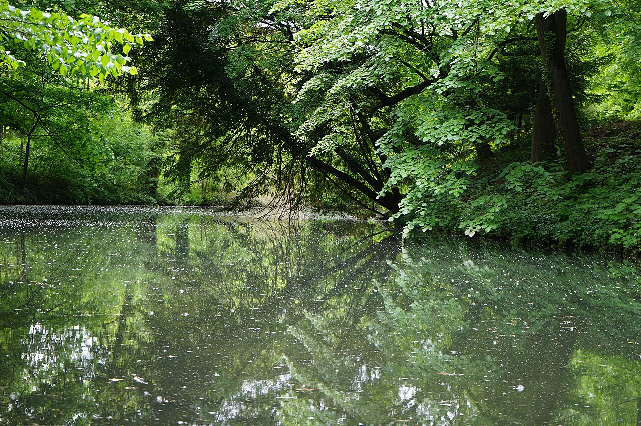 Água calma no Parc de la Tête d’Or, com reflexos de árvores e galhos verdes sobre o lago.