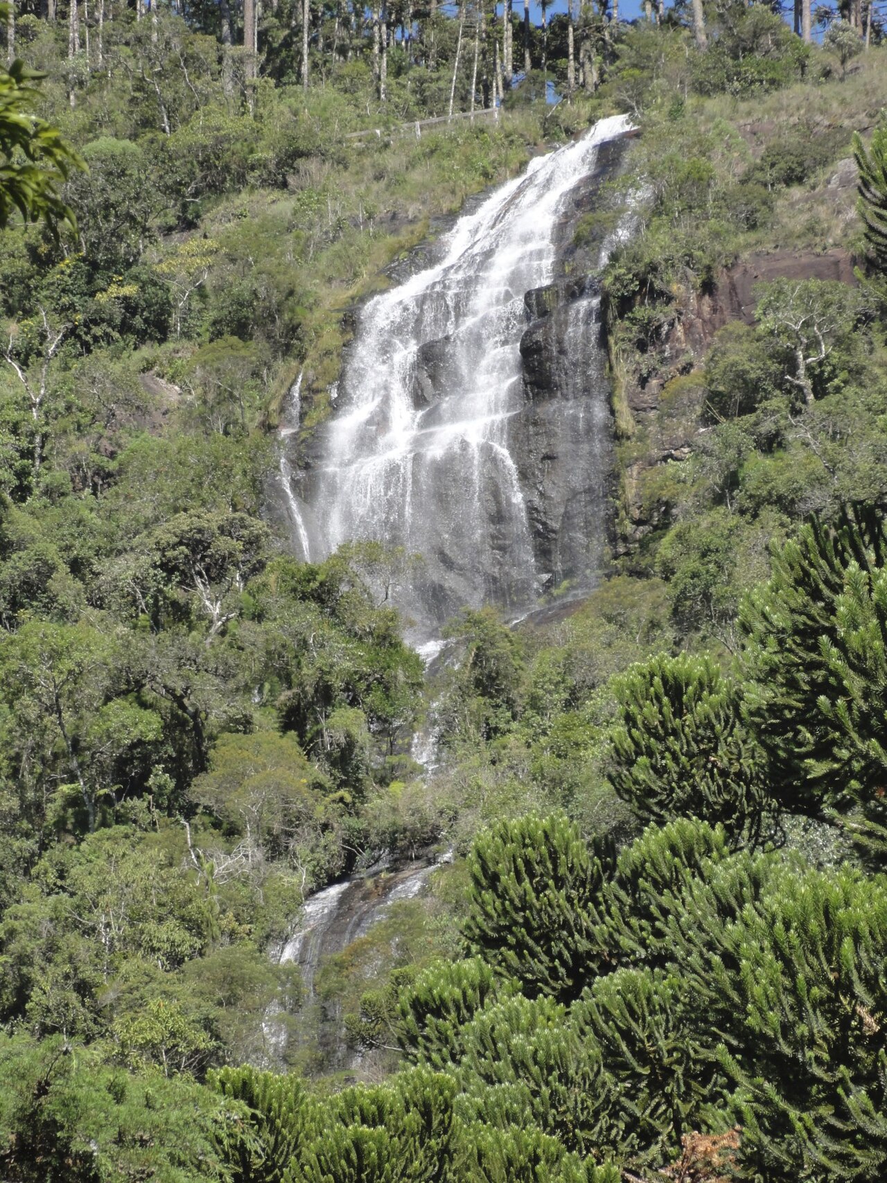 Cachoeira do Toldi com filetes de água sobre uma encosta rochosa escura, cercada por vegetação densa e araucárias.