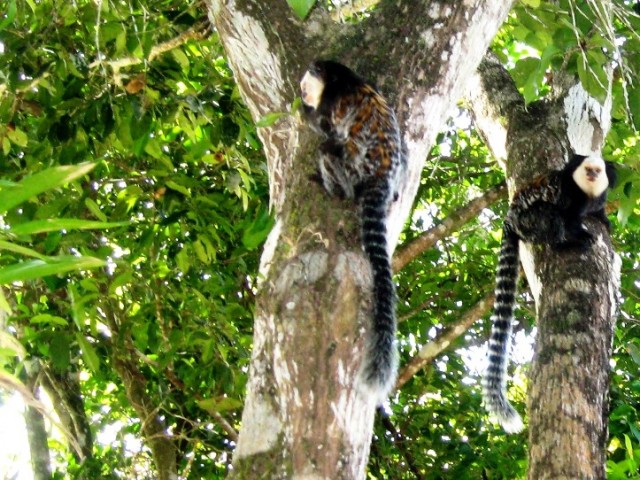 Fotos de Pousada Mundo Verde