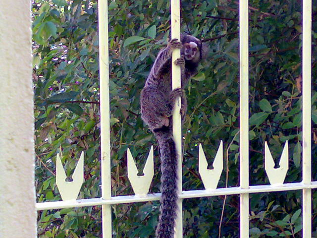 Fotos de Hotel Pousada Papaya Verde