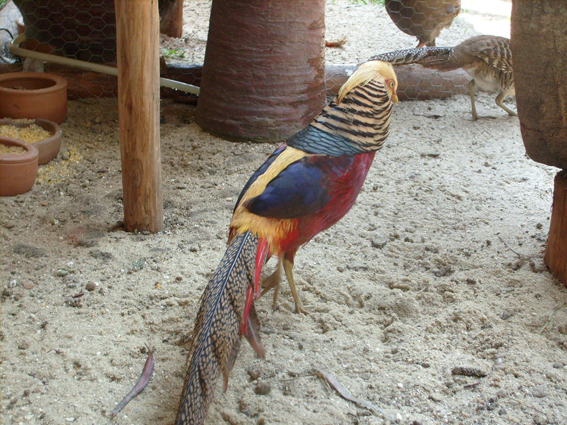 Fotos de Pousada Cantinho da Roça