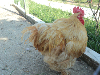 Fotos de Pousada Cantinho da Roça