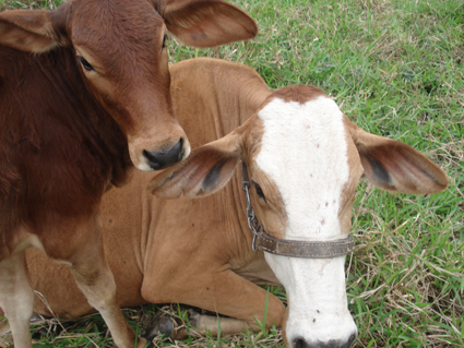 Fotos de Pousada Cantinho da Roça