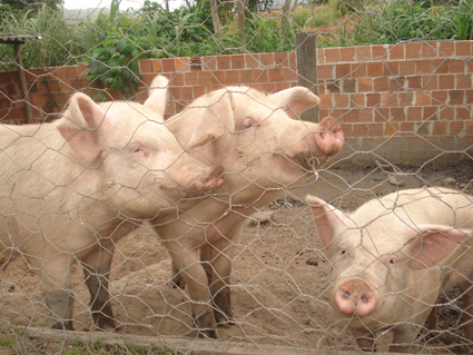 Fotos de Pousada Cantinho da Roça