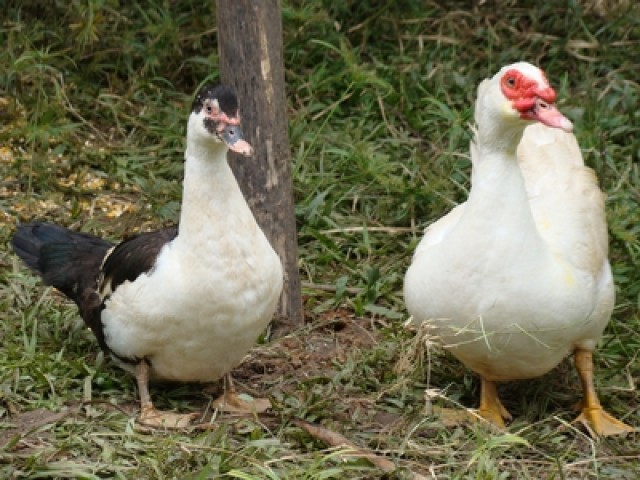 Fotos de Hotel Fazenda Miguel Pereira